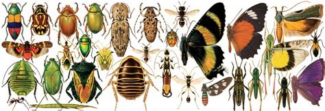 Australian National Insect Collection Anic Atlas Of Living Australia