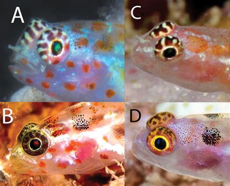 The Painted Face Dwarf Goby Is Your New Nano Species Of The Day Reef