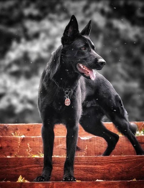 Solid Black German Shepherd Dog Rottweiler Doberman Puppy Doberman