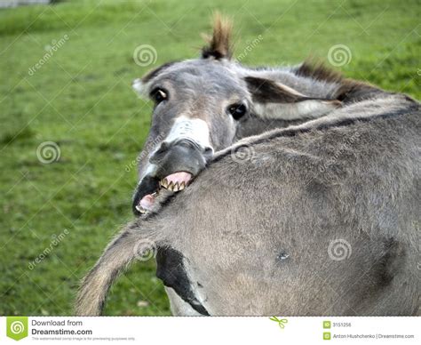 Funny Donkey Stock Photo Image Of Teeth Gray Donkey