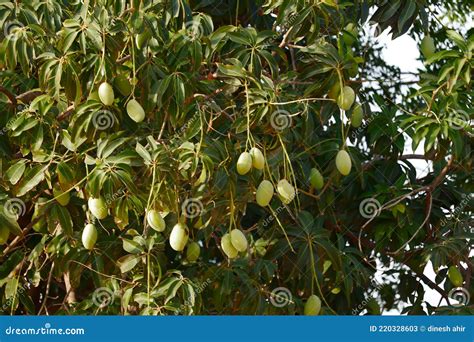 Big Mango Tree In Garden Agriculture Of Mango Many Mango Fruit Hanging