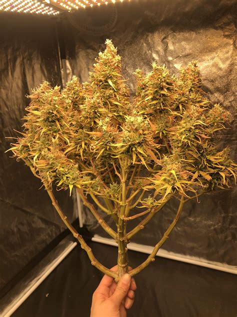 Bsf Seeds Northern Xxl Auto Grow Journal Harvest14 By Growdiaries