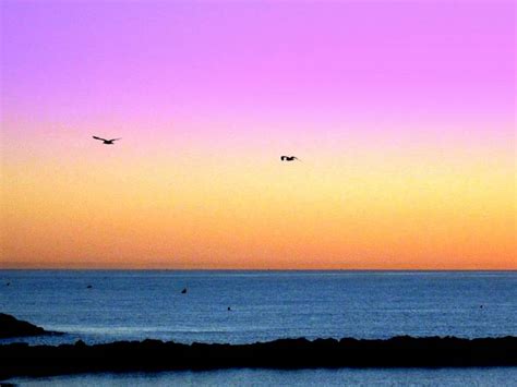 Deux Oiseaux Dans Le Ciel Du Soleil Levant Photography Digital By