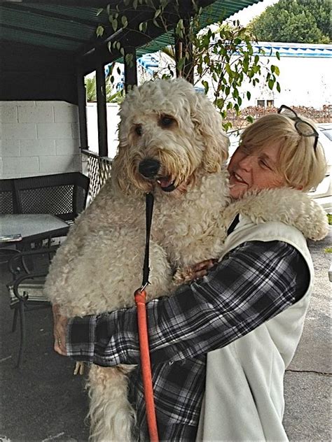 Find your new best friend below—or adopt at a petco store. Me and my Chester!! (With images) | Pets, Labradoodle ...