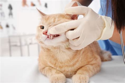 Gingivitis In Cats Symptoms Causes Treatments Charlotte