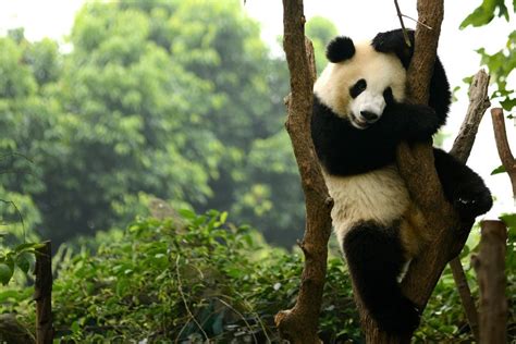 China Says Giant Pandas Are No Longer Endangered But Still Vulnerable