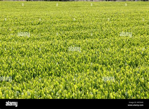 Green Tea Field In Jeju Island South Korea Stock Photo Alamy