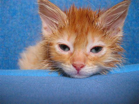 You can tell if their digging it when. Ear Mites in Cats | Healthy Paws
