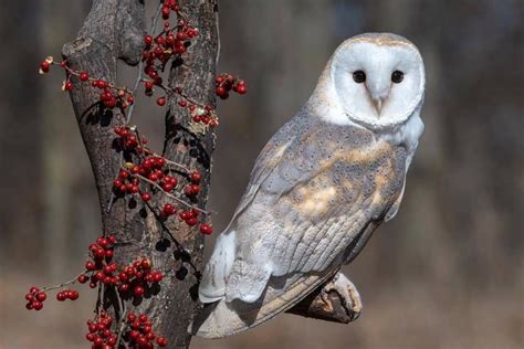 Pin By Cindy Grandstaff On Natures Wildlife Nature Birds Barn Owl