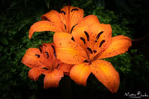Orange Iris After Rainfall Mr B Photography