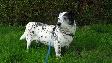 It's important to do your research before you get a good look at a dachshund dalmatian mix puppy and fall in love! Top 20 Strangest Hybrid Dog Breeds You Never Knew Existed