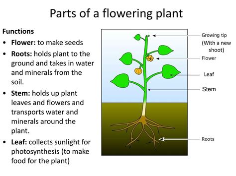 Ppt Plants Powerpoint Presentation Free Download Id3074082