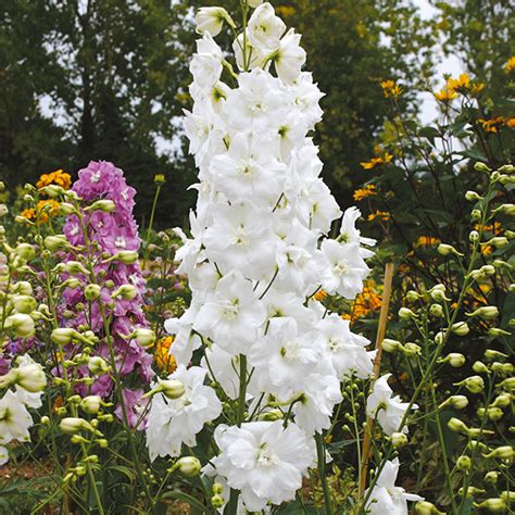Ornamental bulbous plants, often called ornamental bulbs or just bulbs in gardening and horticulture, are herbaceous perennials grown for ornamental purposes, which have underground or near ground storage organs. Delphinium Centurion White Plants from Mr Fothergill's ...