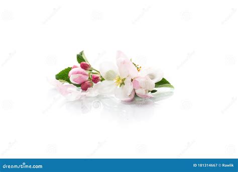 Small Bouquet Of Pink Spring Flowers Of The Apple Tree Stock Image