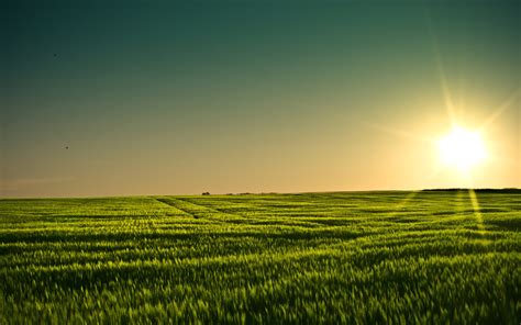 Download Minnesota Barley Sunset Nature Field 4k Ultra Hd Wallpaper By Elleoi