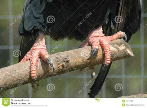 Claws Of A Bateleur Eagle Terathopius Ecaudatus Stock Image Image