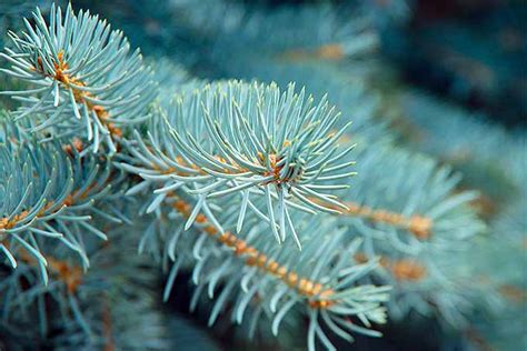 The Best Pine Fir And Spruce Identification Guide Gardener S Path