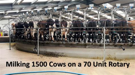 Milking 1500 Cows On A 70 Unit Rotary Youtube