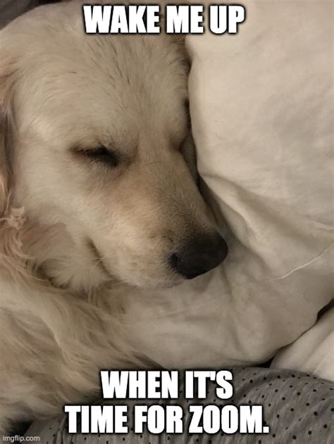 Sleepy Dog Memes Imgflip