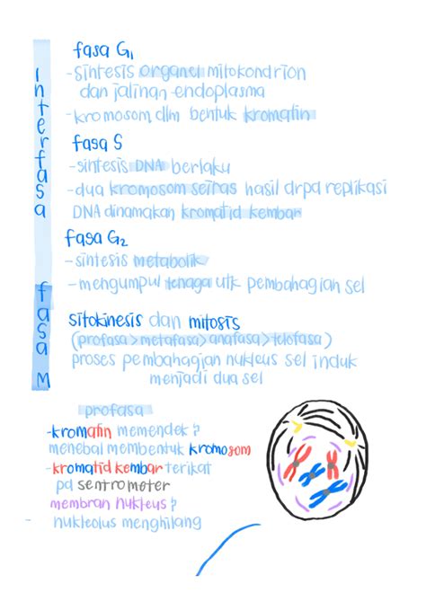 SOLUTION: Pembahahian sel mitosis dan meiosis - Studypool