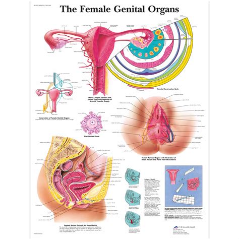 The Female Genital Organs Chart B Scientific Vr Uu Gynaecology Posters And