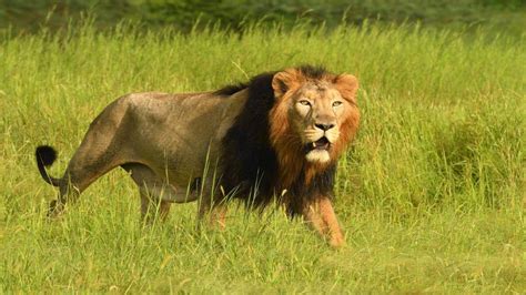 Gir National Park Wildlife And Safari Information Tour My India