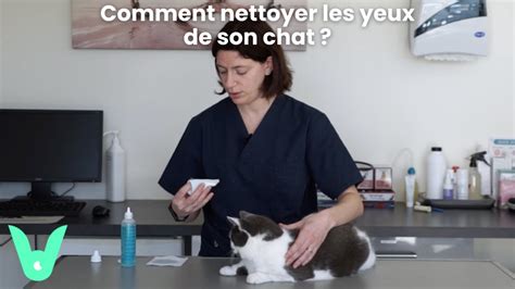 Vetapp Comment Nettoyer Les Yeux De Son Chat Youtube