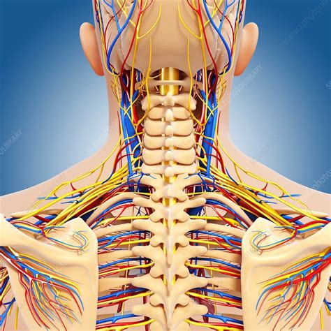 Human Upper Torso Anatomy Male Upper Body Anatomy And Internal Organs