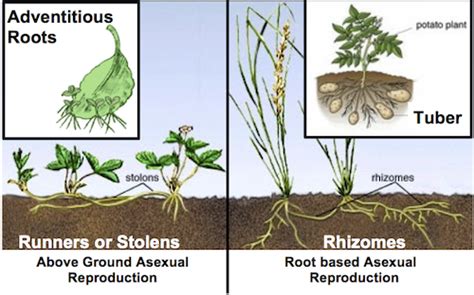 Keep in mind that it is a form of asexual reproduction because the plant does not need to be fertilized to reproduce. Asexual Reproduction: Definition & Overview | Study.com