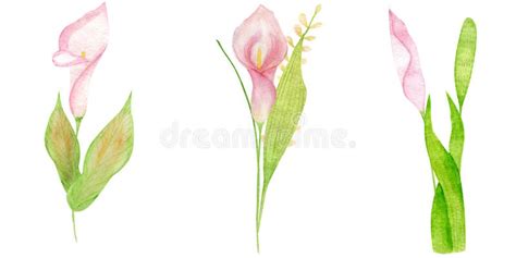 Watercolor Clipart Calla Lilies Leaves Hand Drawn Stock Illustration
