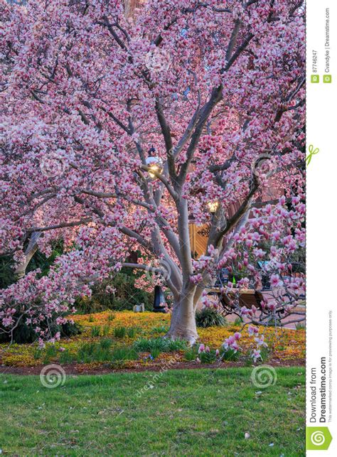 In washington, we have a wildflower season that lasts from march through august. Magnolia Tree Bloom Washington DC Stock Image - Image of ...