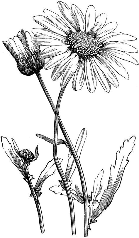 Here are more flower drawing tutorials. Image result for daisy botanical drawing | Daisy drawing ...