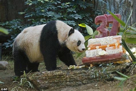 The Worlds Oldest Living Giant Panda Celebrates Her 37th Birthday