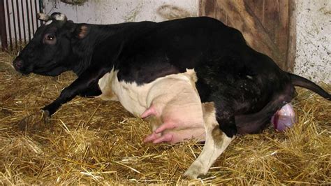 F Obstetrical assistance during parturition of Holstein-Friesian cow