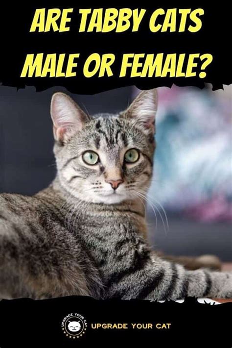 Are Tabby Cats Male Or Female Both But Not Equally