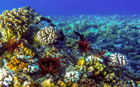 Ocean Seabed Reef Desktop Wallpaper Backgrounds Hd