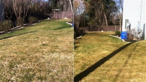 More than 99% of lawns do not to be. How to Dethatch Your Lawn | Angie's List
