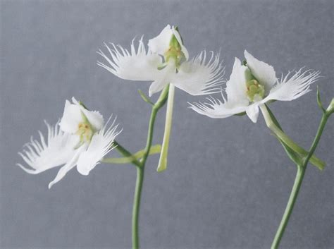 Three White Egret Orchid Flowers Photograph By Ken Walters Pixels