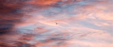 Download Wallpaper 2560x1080 Bird Sky Clouds Flight Dual Wide 1080p