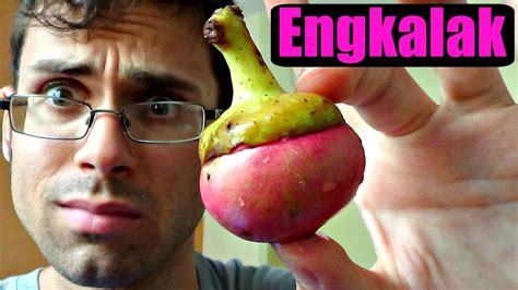 Engkala Review Litsea Garciae Weird Fruit Explorer Ep 145 Youtube