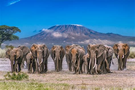 Amboseli National Park Kilimanjaro Herd