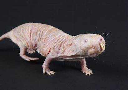 Rat Mole Naked Underground Skin Wallpapers Heterocephalus