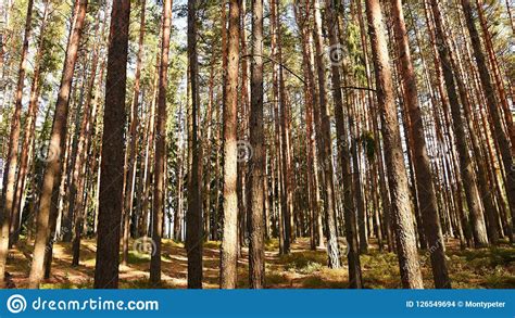 Beautiful Natural Forest Background Coniferous Trees On A Beautiful