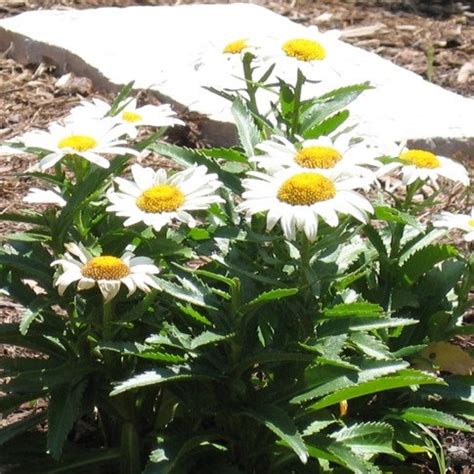 Dwarf Shasta Daisy 200 Seeds Chrysanthemum Maximum Etsy