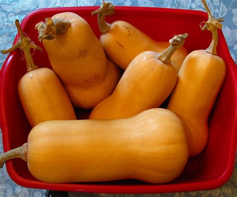 They eat it but they drop it all over the floor.my cats will eat it up. Eating Local: Butternut Squash | GARDENOPOLIS Cleveland