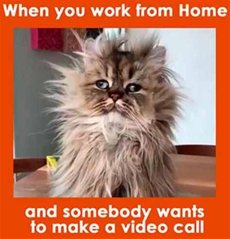 31 Funny Working From Home Memes When The Zoom Struggle Is Real