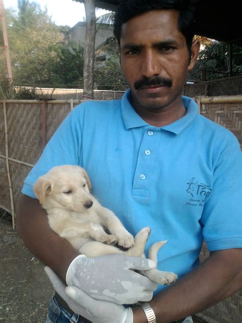 Some Of The Animals Animal Rahat Has Helped This Month January 2012