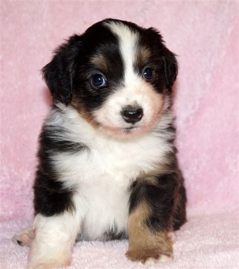 Cute american pit bull terrier puppies for sale. Teacup Treasures Miniature Australian Shepherd Available ...
