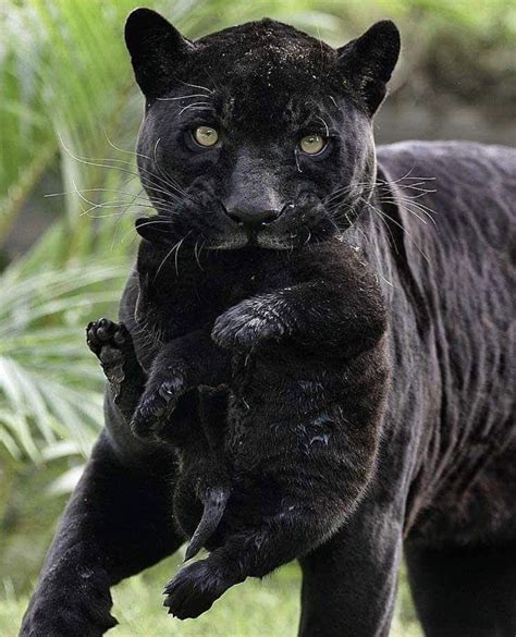 Black Panther Carrying Cub Hardcoreaww