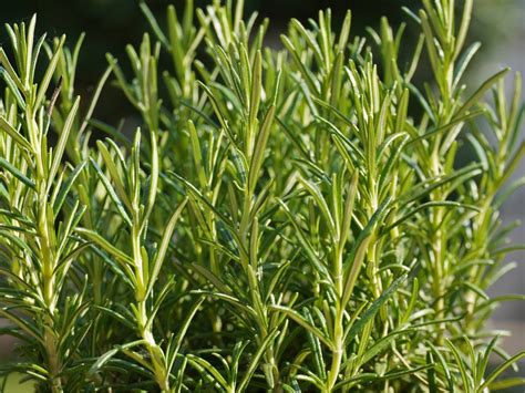 5 Plants That Look Like Rosemary Fallsgarden